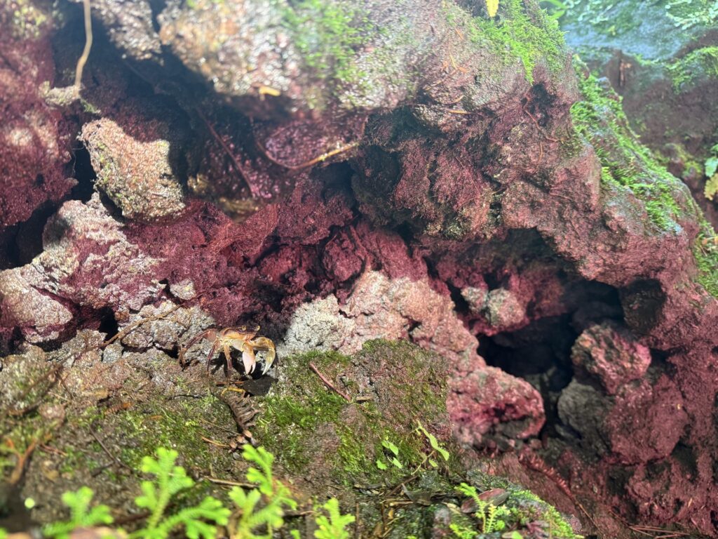 Tunnel De Lave crabe